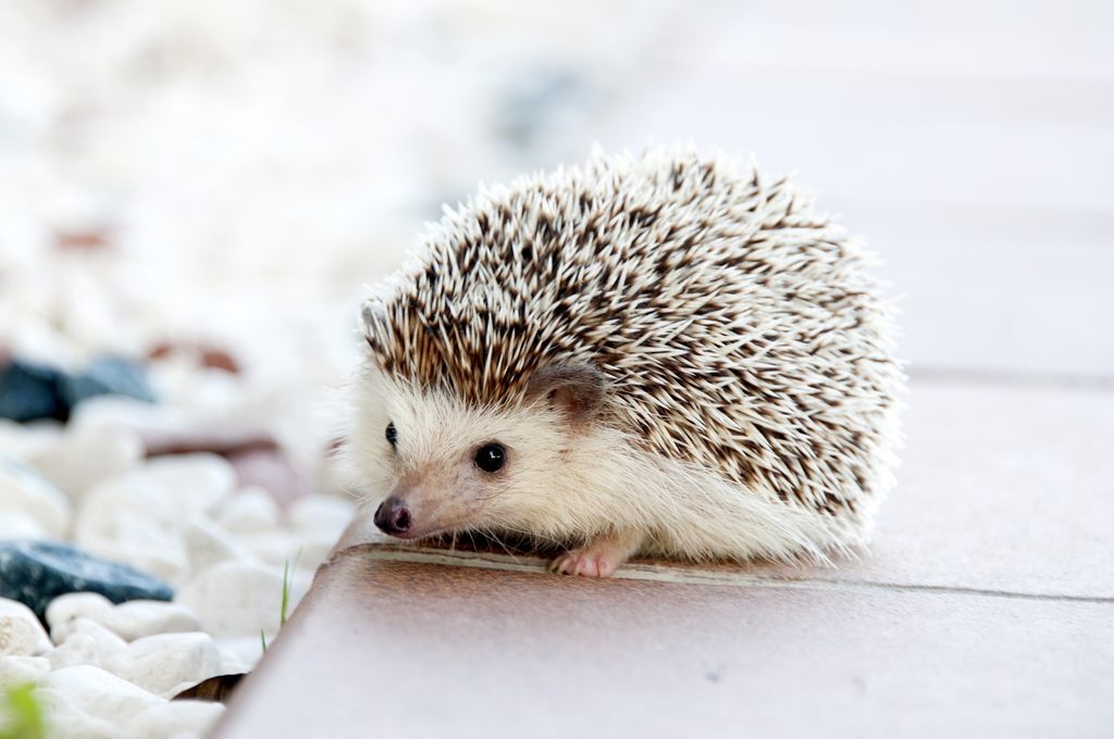 Igel im Garten ansiedeln. Was tun? Was brauchen Igel