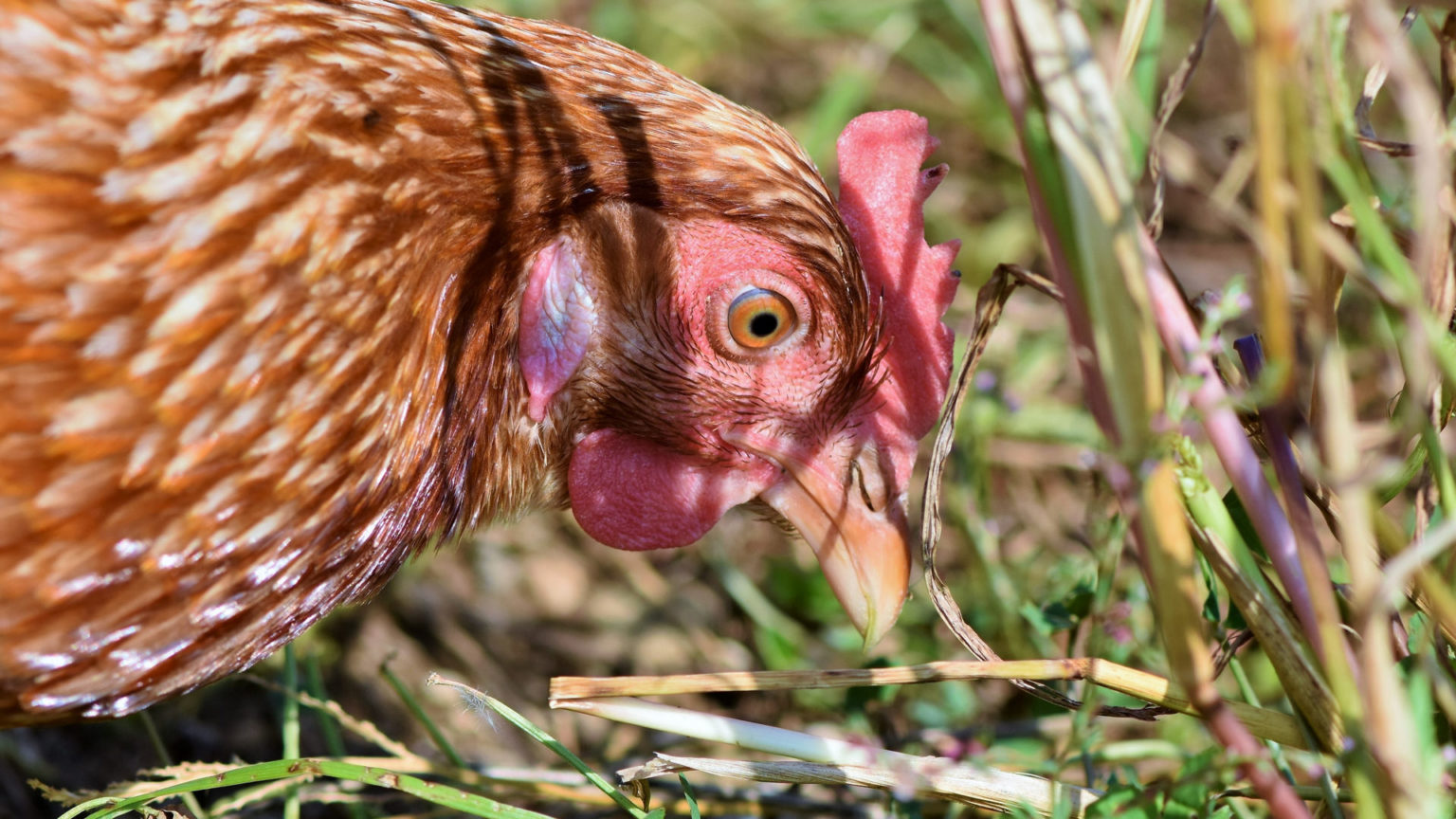 H Hnerhaltung Im Garten H Hner Gegen Schnecken Tipps