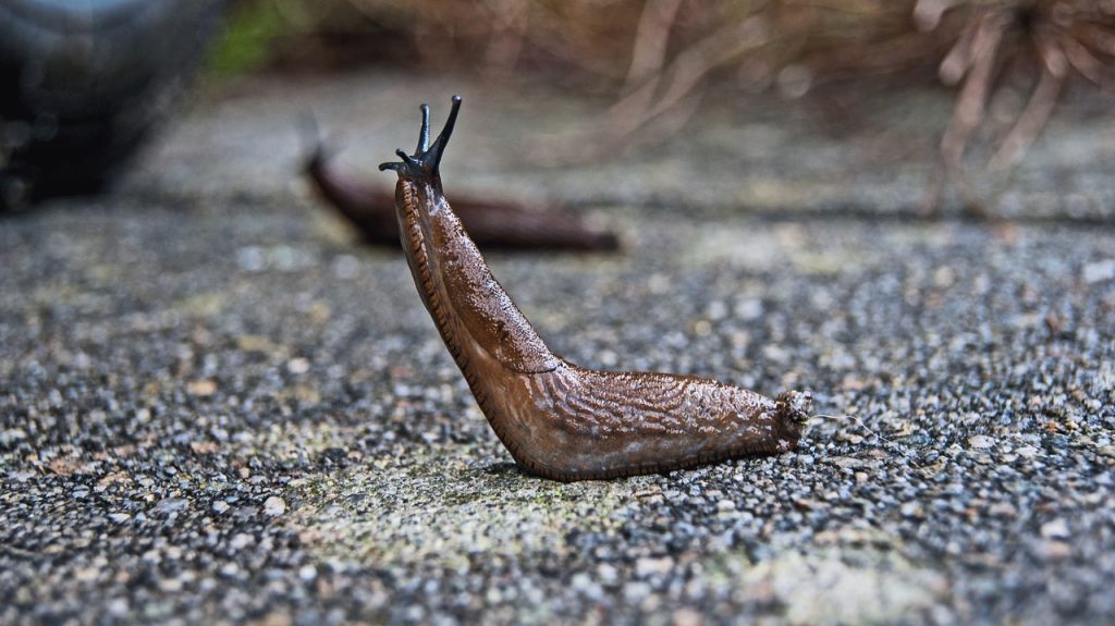 Helfen Nematoden gegen Schnecken