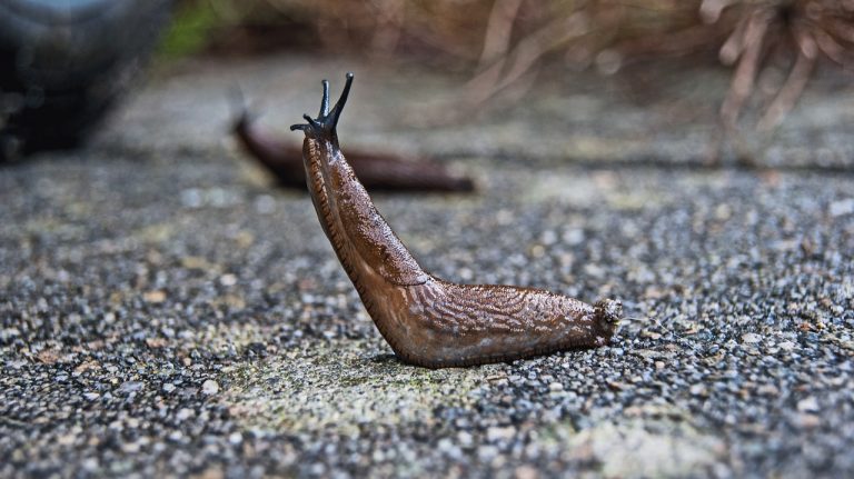 Nematoden gegen Schnecken im Garten. Besser zweimal überlegen! (Warum es oft keine gute Lösung ist.) Helfen Nematoden gegen Schnecken