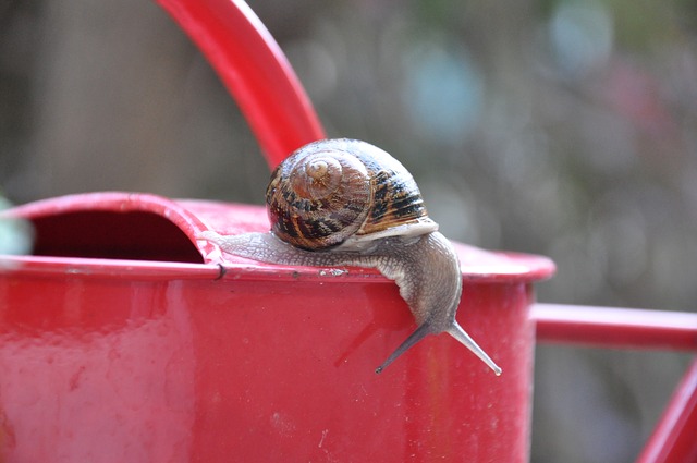 Nematoden Gießkanne Schnecke