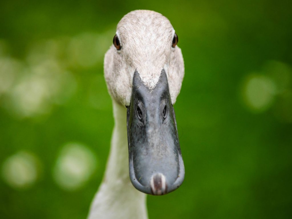 Laufenten Indische Flaschenenten gegen Schnecken Nacktschnecken im Garten einsetzen Schneckenschutz Schneckenabwehr Schneckenbelaempfung Hilfe Nacktschneckenbekaempfung