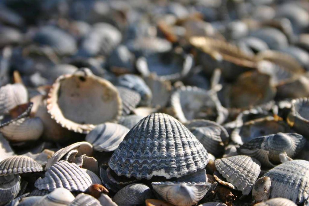 Muscheln Muschelkalk Muschelmulch Muschelsand gegen Schnecken Nacktschnecken im Garten Schneckenschutz Schneckenabwehr Schneckenbekämpfung