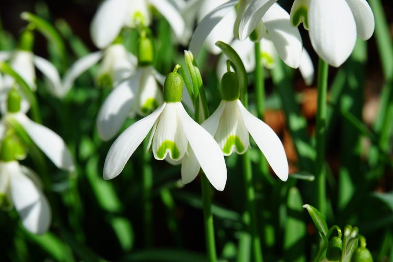Schnecken Nacktschnecken Frühling bekämpfen