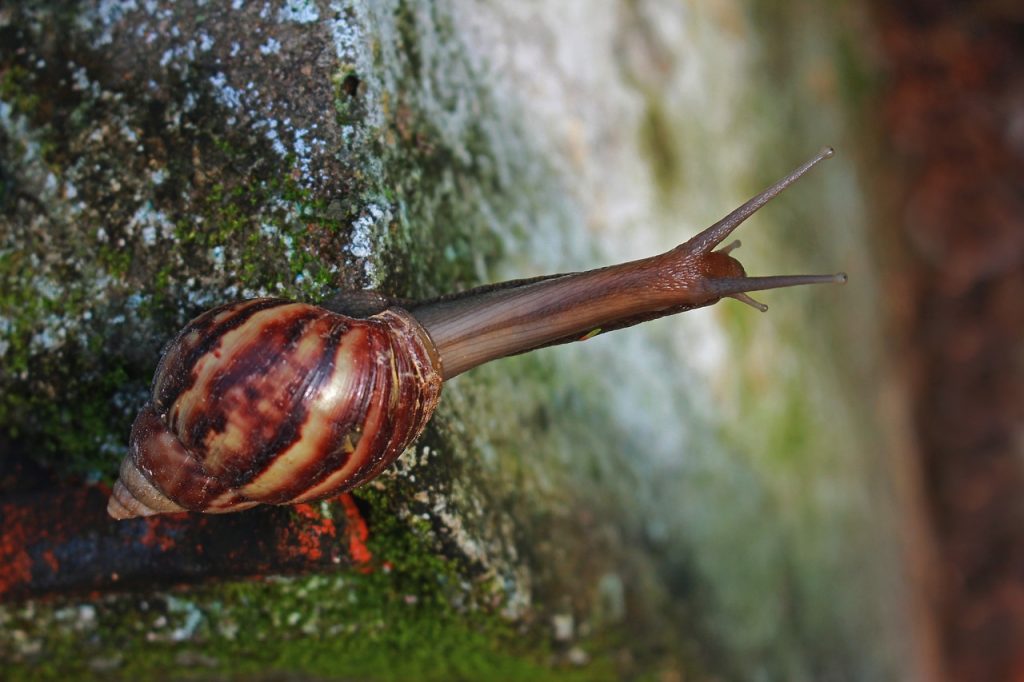 Schnecken Nacktschnecken heimische Natur Land Garten Arten