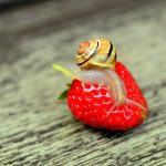 Schnecken im Garten: Nutzen, Schaden und friedliche Lösungen Schnecken im Garten Schadschnecken und Nützlinge