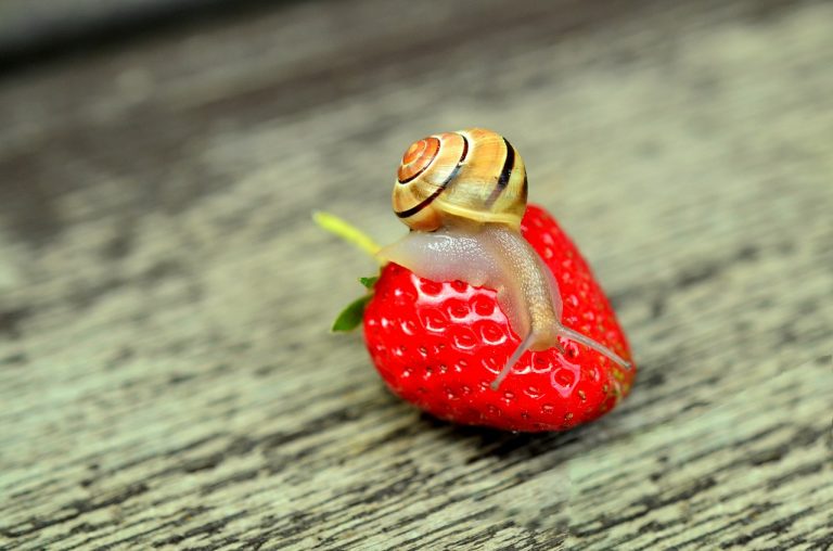 Schnecken im Garten: Nutzen, Schaden und friedliche Lösungen Schnecken im Garten Schadschnecken und Nützlinge