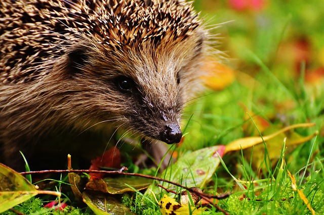 Schneckenplage durch Ansiedeln von Feinden der Schnecken lösen Igel