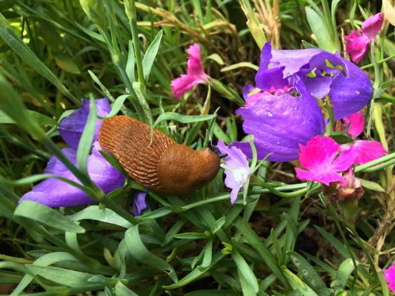 Schneckenplage_Schneckenhilfe Schnecken Nacktschnecken Plage Invasion im Garten Ursachen Gründe