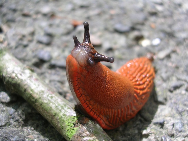 Spanische Wegschnecken Kapuzinerschnecken braune rote Nacktschnecke im Garten