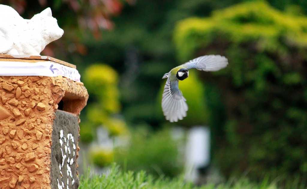 Schneckenabwehr Voegel Meisen