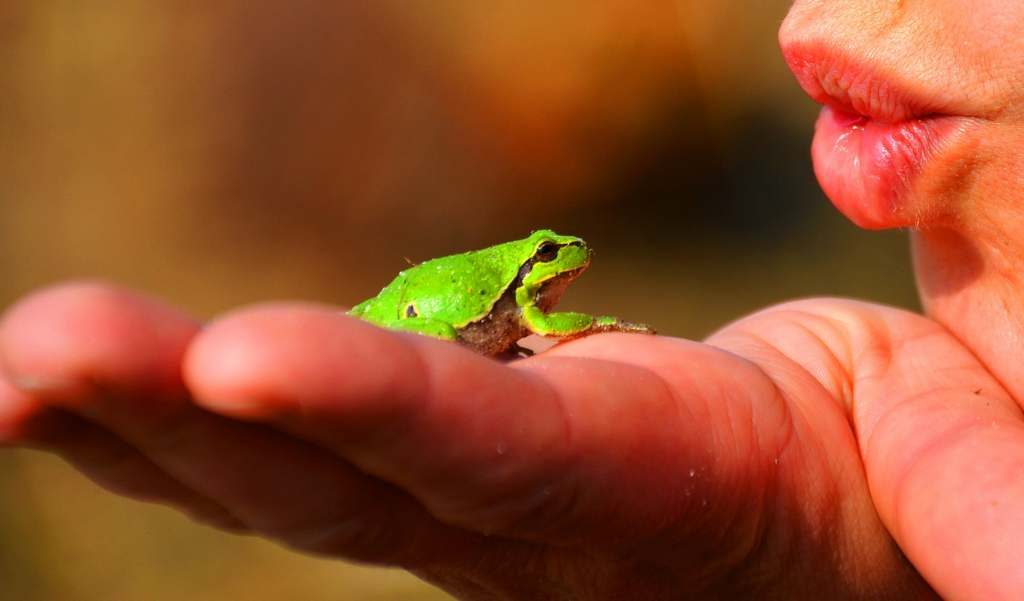 Amphibien freundlicher Garten ansiedeln