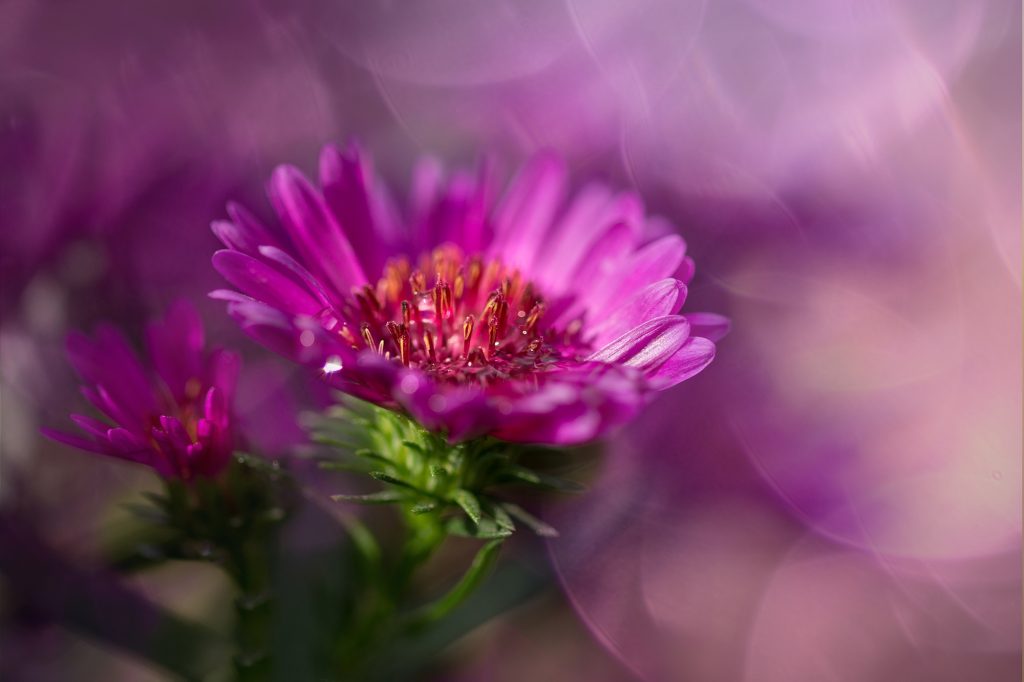 Blumen die Schnecken gerne fressen