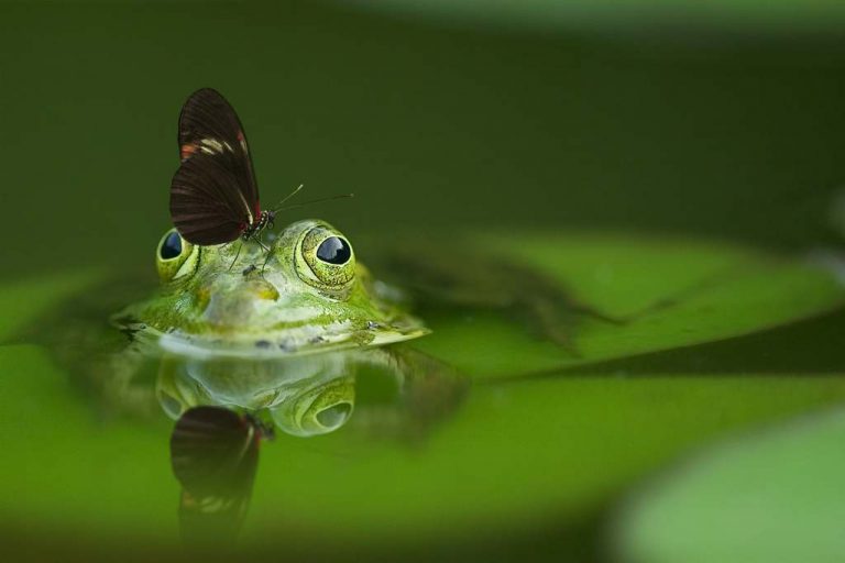 Insektenfreundlichen Garten gestalten Frosch Schmetterling Insekten im Garten ansiedeln anlocken Schneckenschutz Schneckenabwehr Schneckenbekämpfung Nacktschnecken Käfer Fliegen Gartenteich