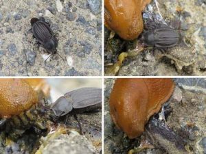 Käfer frisst Nacktschnecke