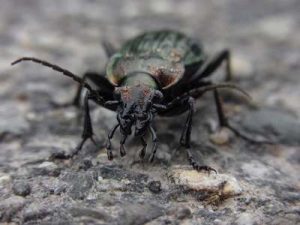 Laufkäfer Schneckenfresser Käfer gegen Schnecken Nacktschnecken Insektenfreundlicher Garten