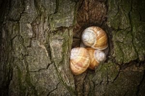 Was Hilft Gegen Nacktschnecken Unsere Tipps Und Erfahrungen