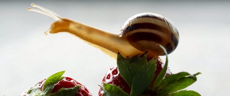 Was fressen Schnecken