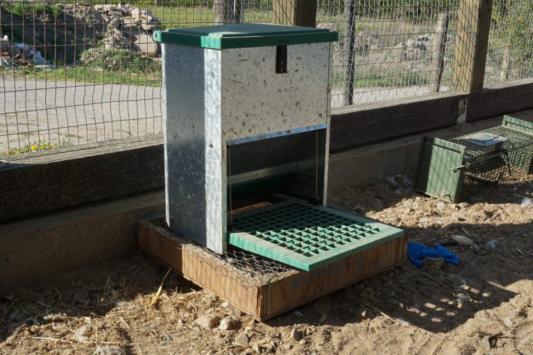 futterautomat hühner rattensicher