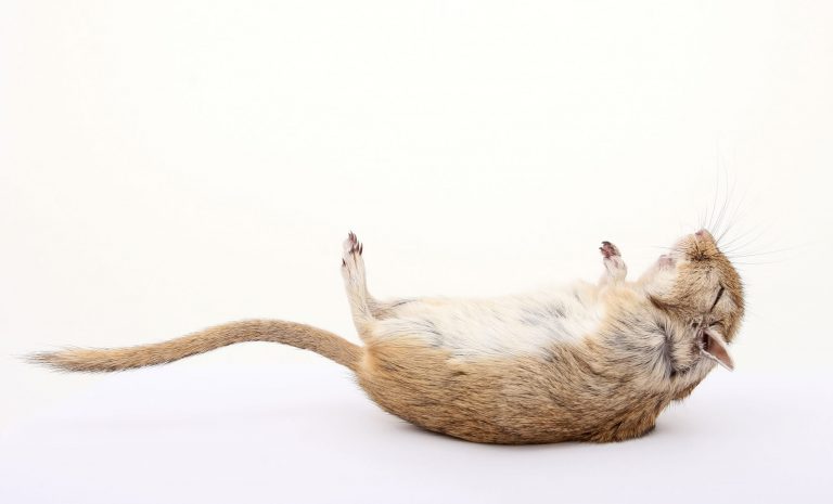 Was ist ein verünftiger Grund Tiere zu töten nach Tierschutzgesetz