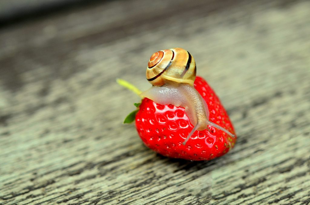 Schneckenhilfe Schnecke auf Edbeere