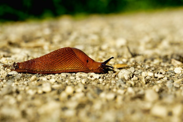 Nacktschnecke