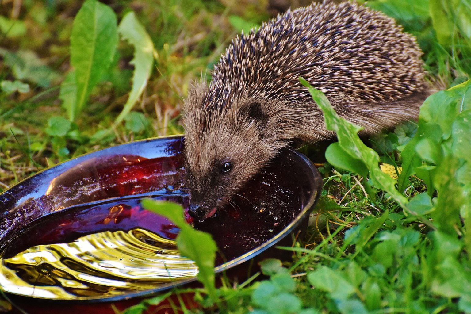 Igel im Garten ansiedeln. Was tun? Was brauchen Igel? Tipps & Tricks