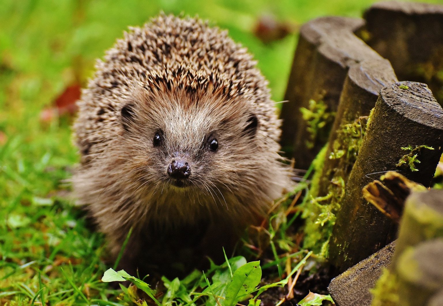 Igel im Garten ansiedeln. Was tun? Was brauchen Igel? Tipps & Tricks