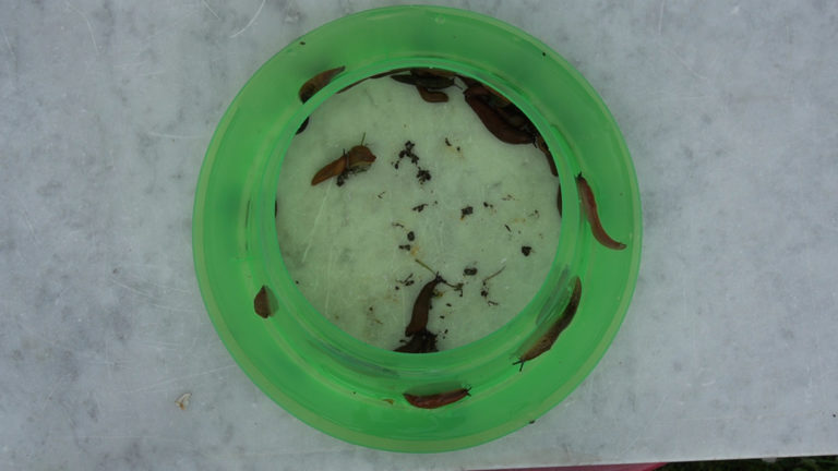 Wassergraben gegen Schnecken