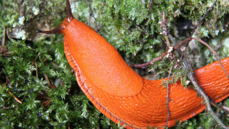 Rote Nacktschnecke