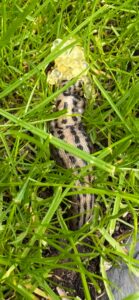 Tigerschnegel legt Eier im Rasen ab.