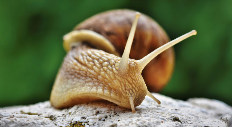 Weinbergschnecke Freund & Helfer im Garten Ansiedeln & Schützen