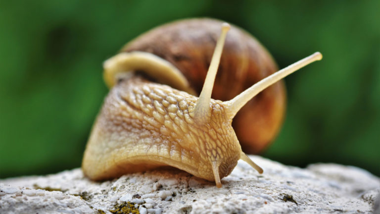 Weinbergschnecken als Freunde & Helfer im Garten ansiedeln Weinbergschnecke auf Stein