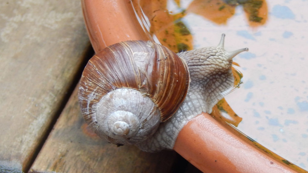 Weinbergschnecke trinkt.