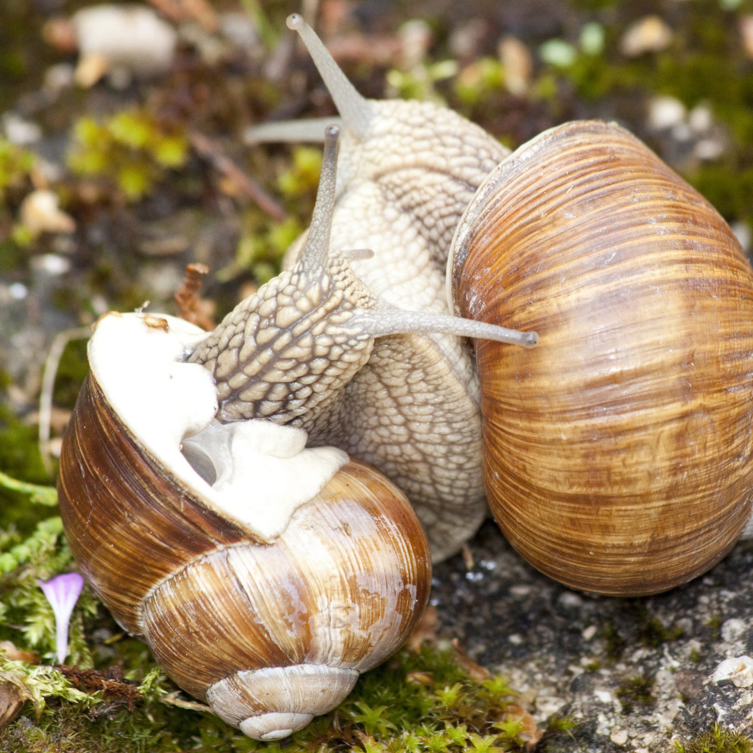 Weinbergschnecke Helfer im Garten Ansiedeln & Schützen