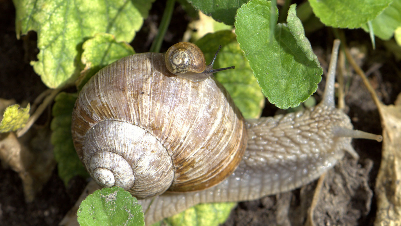 Weinbergschnecke Helfer im Garten Ansiedeln & Schützen