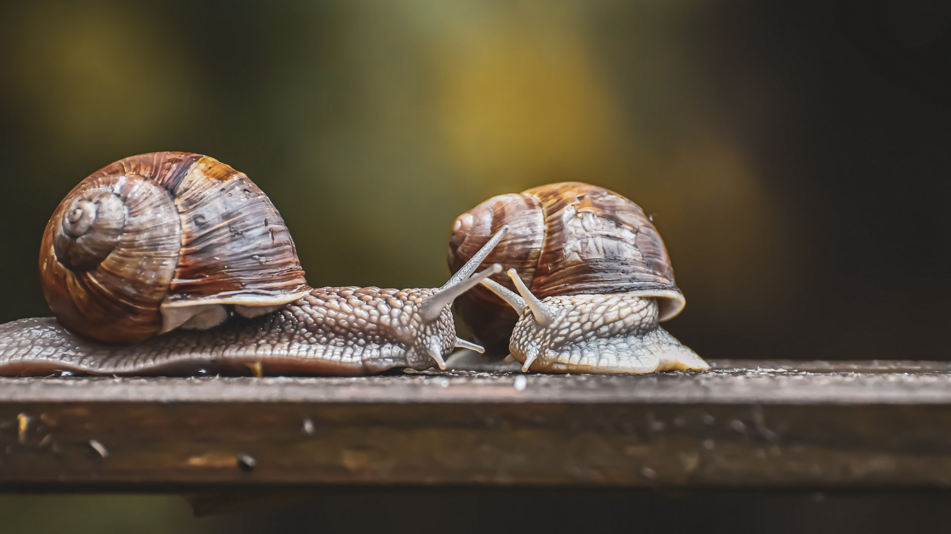Weinbergschnecke Helfer im Garten Ansiedeln & Schützen