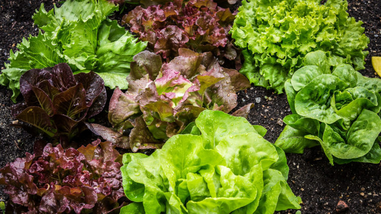 Salat schneckensicher anbauen: Vom Korn zum Kopf | Anleitung, Tipps & Tricks Salatanbau