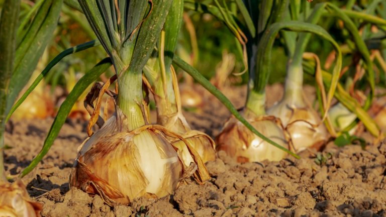 Zwiebeln anbauen: Steckzwiebel oder Aussaat? | Anleitung, Tipps & Tricks Zwiebelanbau im Garten - Steckzwiebeln