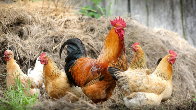 Hühner im Garten halten
