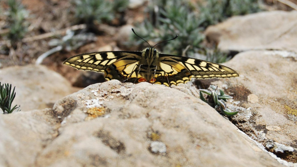 Schmetterling auf Steinhaufen
