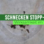 Schnecken-Stopp-Gel Test