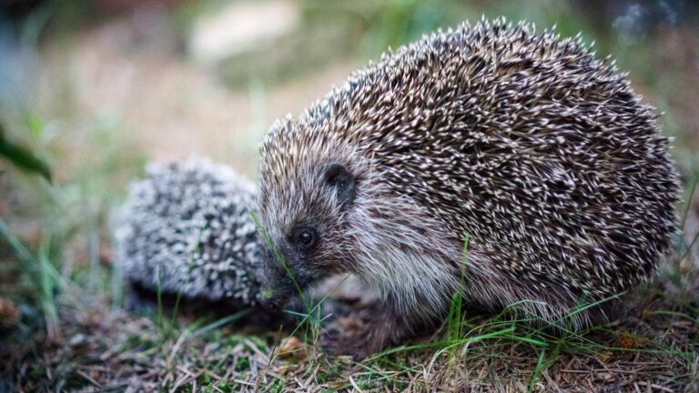 Igel, Schnecken und Lungenwürmer: Was steckt dahinter? Faktencheck. Igel Jungtier