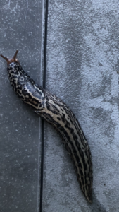 Schnegel frisst Grünbelag